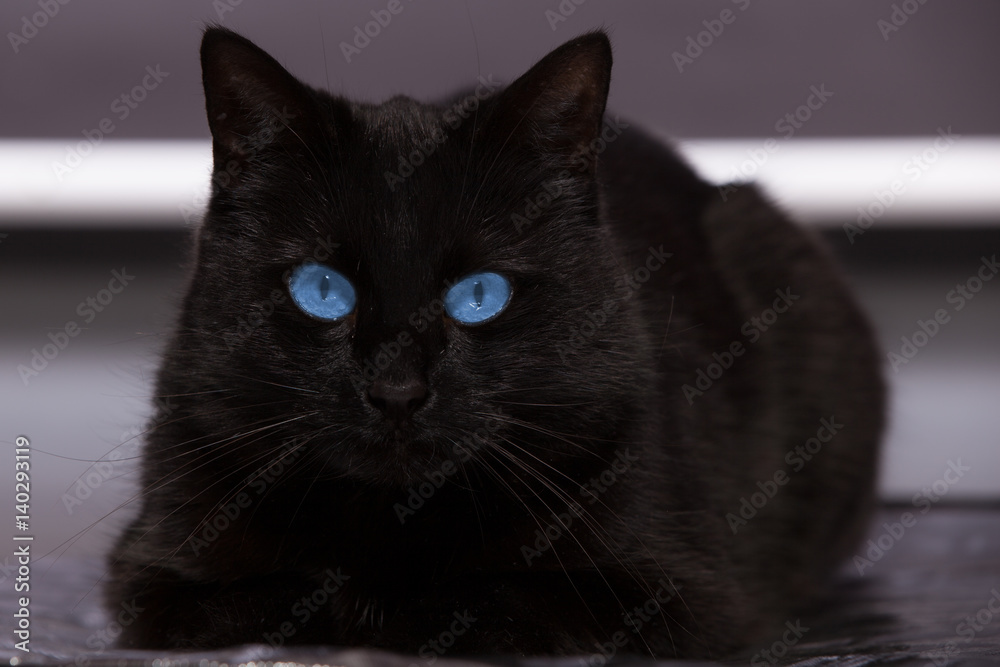 Black cat with blue eyes is watching you