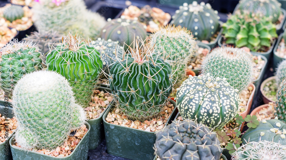 Succulent cactus in a garden. Succulent cactus in a garden.