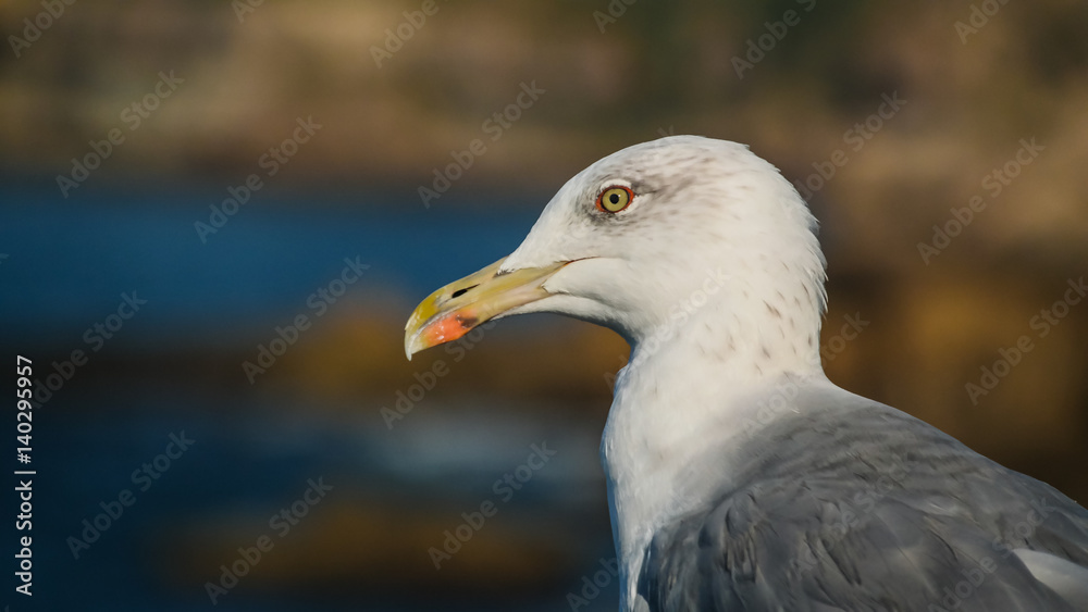 Portrait of seagull at the Boca do Inferno rock near Cascais, Portugal Portrait of seagull at the Boca do Inferno rock near Cascais, Portugal