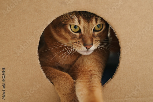 young abyssinian cat inside cardboard house from box, 8 month kitten
