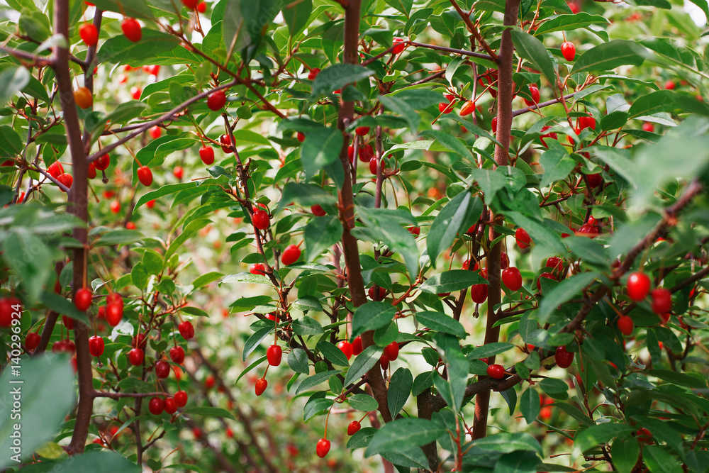 Bush with red berries and green foliage in a summer garden
