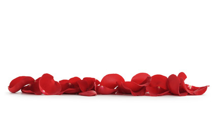red rose petals in line for border composition, isolated on white background