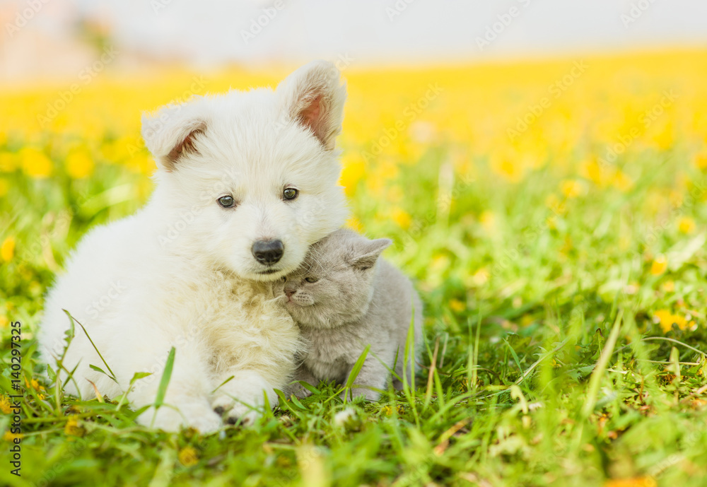 kitten cuddle to a puppy on dandelion field