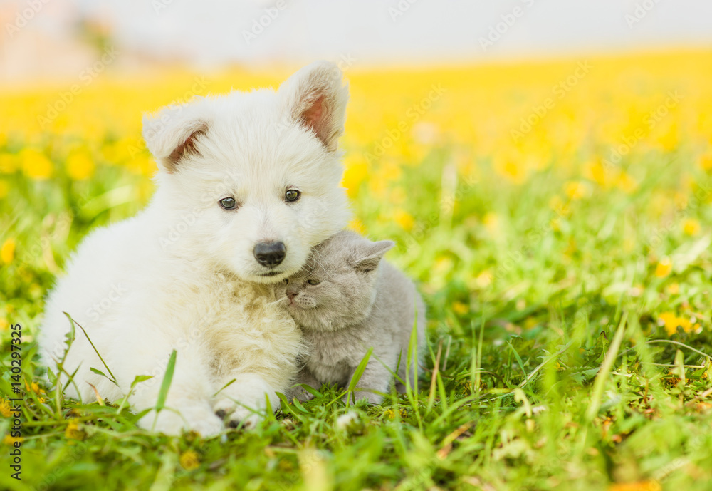 kitten cuddle to a puppy on dandelion field kitten cuddle to a puppy on dandelion field