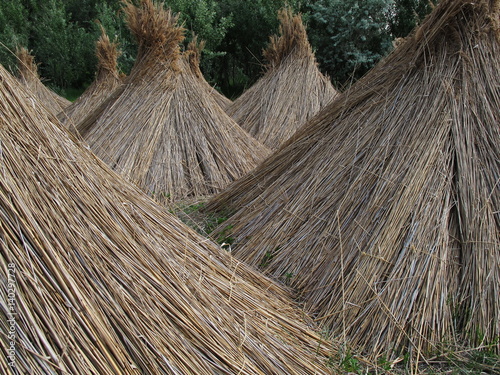 Schilfernte am Neusiedler See photo