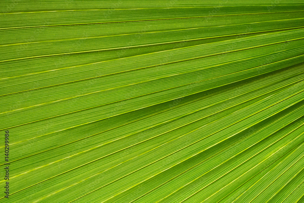 Palm leaf texture, a green natural background. Palm leaf texture, a green natural background.