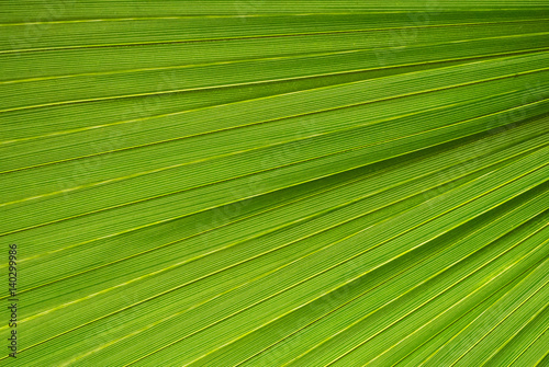 Palm leaf texture, a green natural background.