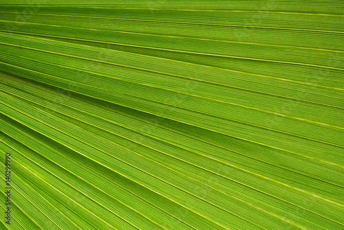 Palm leaf texture, a green natural background.