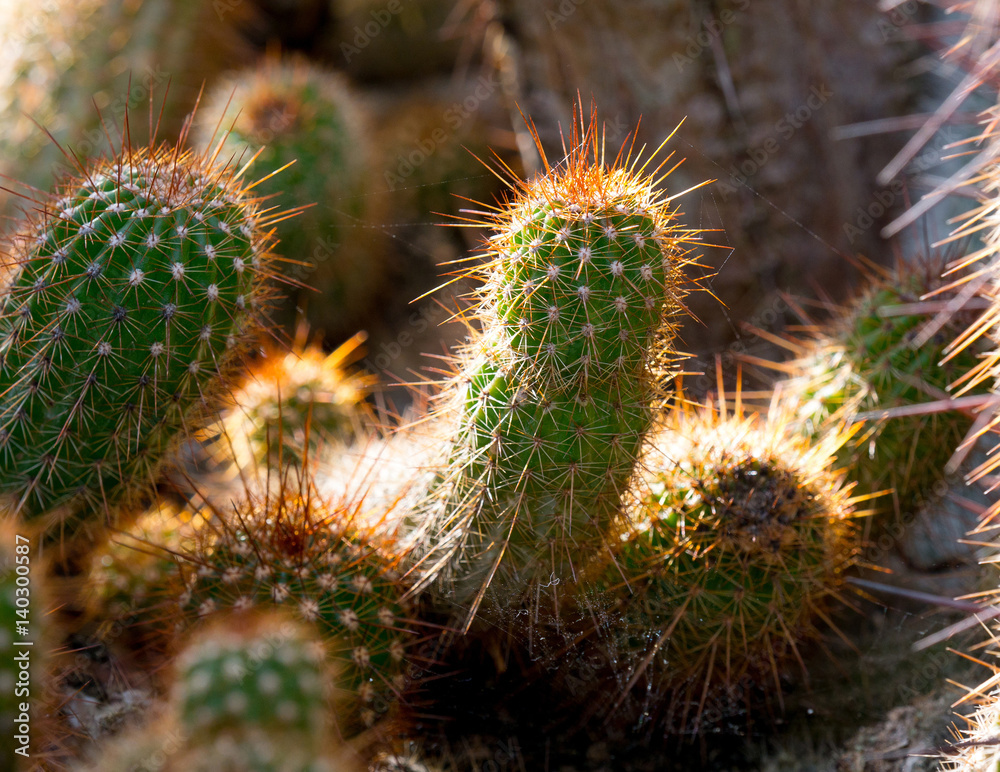 Echinopsis huascha Echinopsis huascha