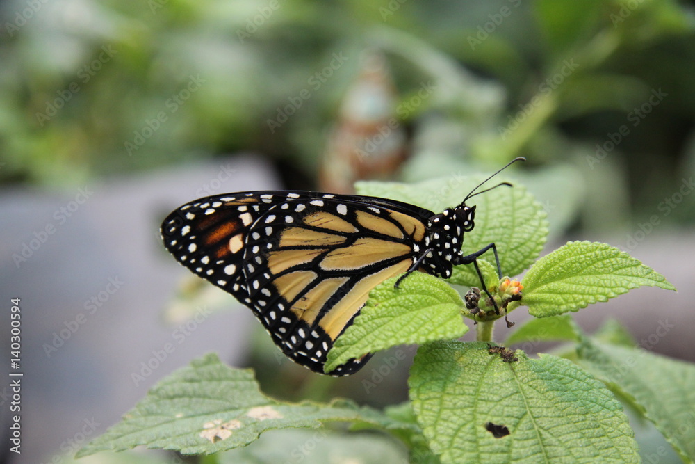 Fototapeta premium Monarch butterfly, Danaus Plexippus, Costa Rica
