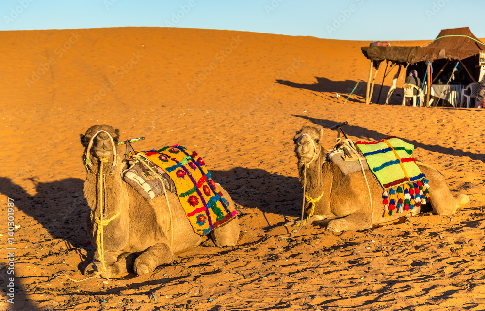 Fototapeta premium Dromedary camels resting at Erg Chebbi dunes of Sahara desert. Merzouga, Morocco