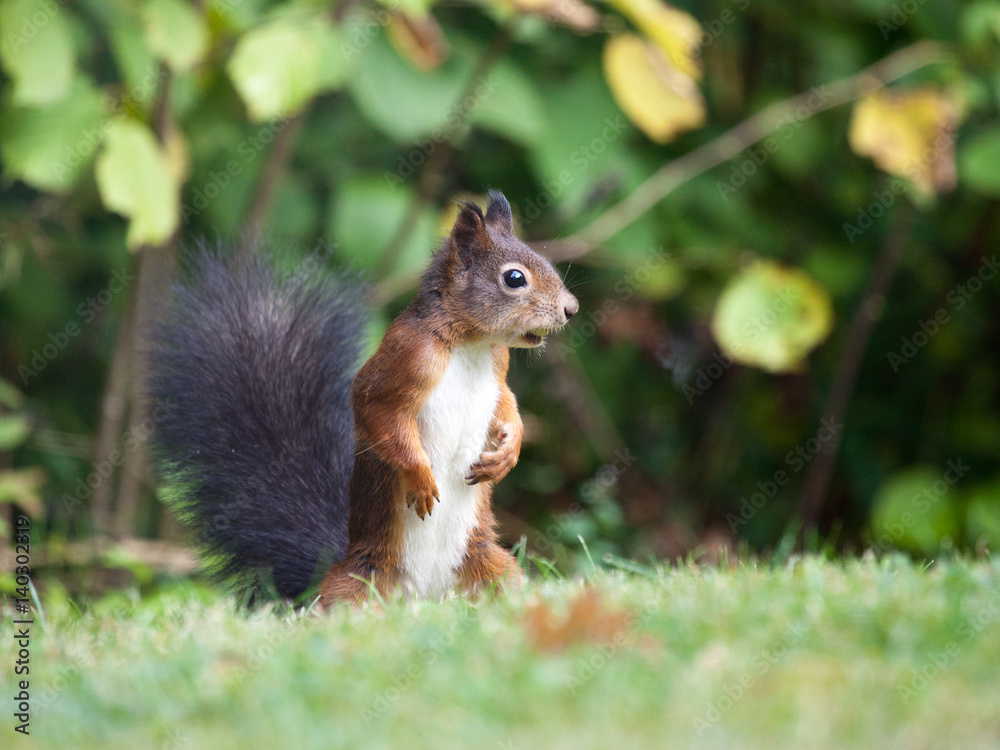 Obraz premium Eichhörnchen