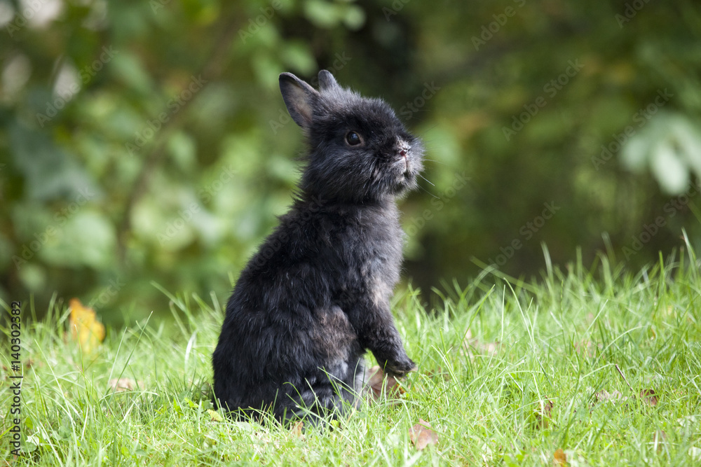 Obraz premium Osterhase