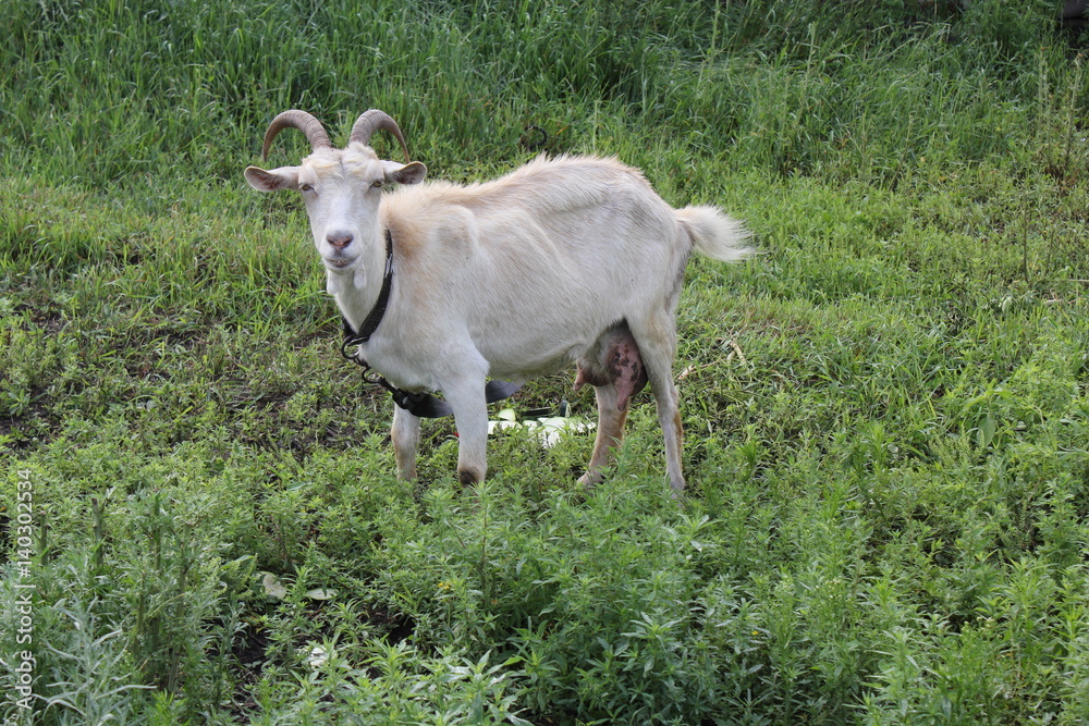 Tethered goat grazing in the meadow 20190 Tethered goat grazing in the meadow 20190