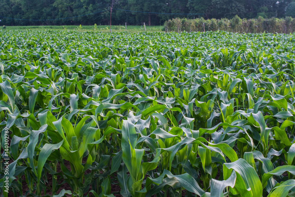 Corn field. Corn farm in Thailand background Corn field. Corn farm in Thailand background