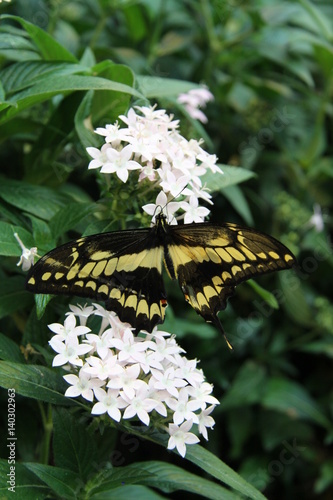 Butterfly Siproeta Stelenes Biplagiata, Costa Rica photo