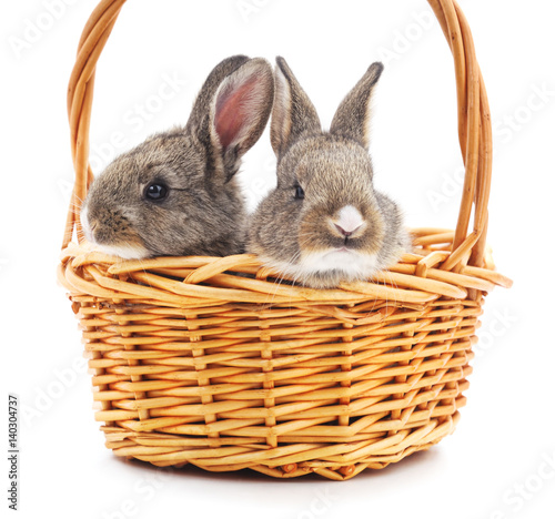 Two rabbits in a basket. © voren1