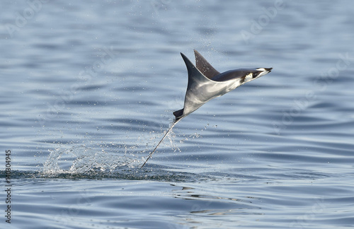 Mobula ray jumping out of the water. Mobula munkiana, known as the manta de monk, Munk's devil ray, pygmy devil ray, smoothtail mobula, is a species of ray in the family Myliobatida. Pacific ocean