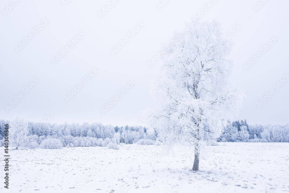 Icy cold winter in the forest. Frosty wood and ground. Freeze temperatures in nature. Snowy natural environment. Trees, snow and sky. Icy cold winter in the forest. Frosty wood and ground. Freeze temperatures in nature. Snowy natural environment. Trees, snow and sky.