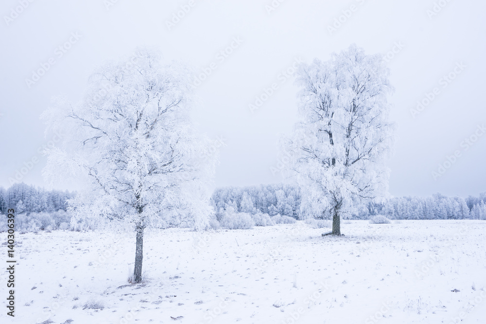 Fototapeta premium Icy cold winter in the forest. Frosty wood and ground. Freeze temperatures in nature. Snowy natural environment. Trees, snow and sky.