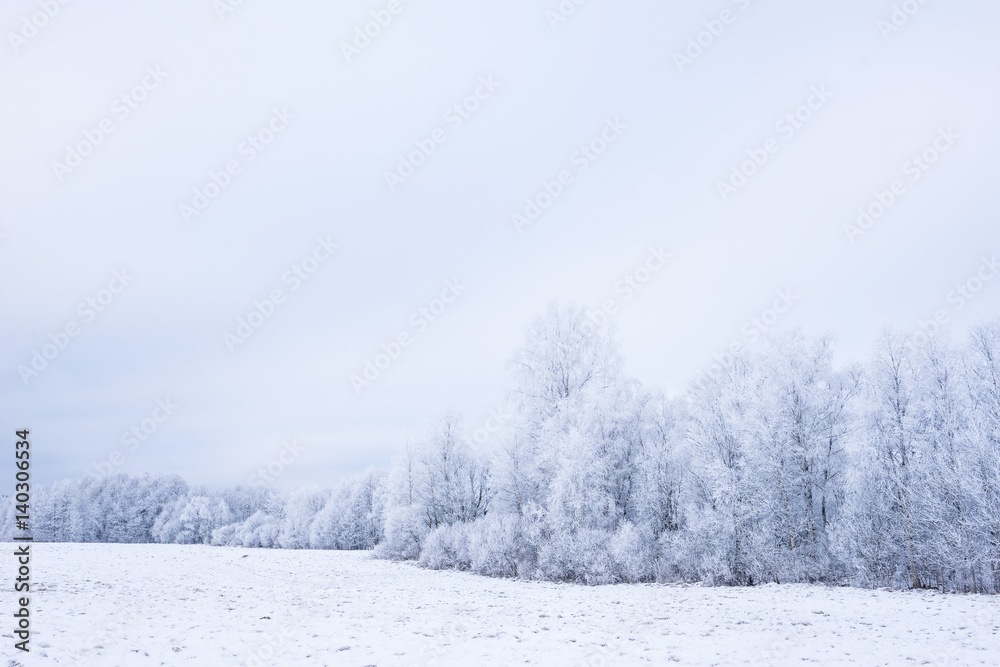 Icy cold winter in the forest. Frosty wood and ground. Freeze temperatures in nature. Snowy natural environment. Trees, snow and sky. Icy cold winter in the forest. Frosty wood and ground. Freeze temperatures in nature. Snowy natural environment. Trees, snow and sky.