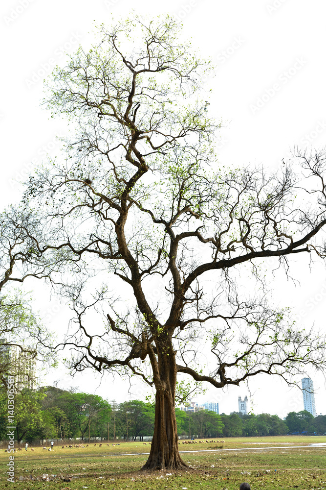 Obraz premium Tree branches without leaf