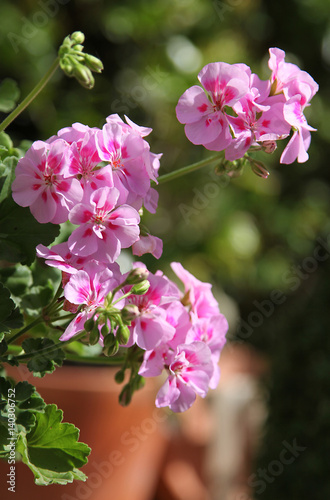 Fototapeta Naklejka Na Ścianę i Meble -  Géranium zonal rose