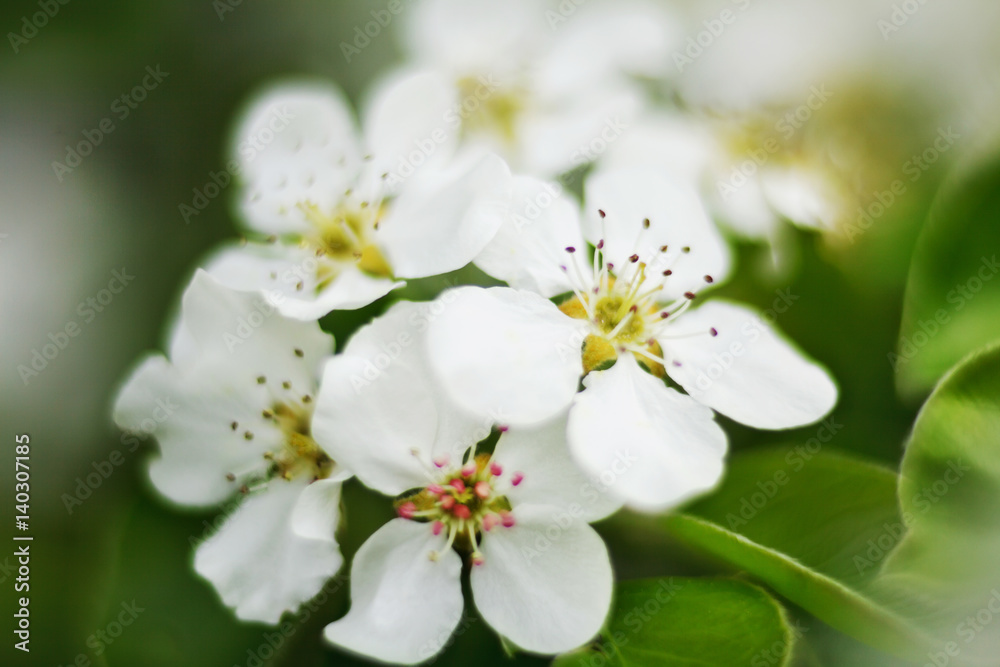 Blooming apple tree