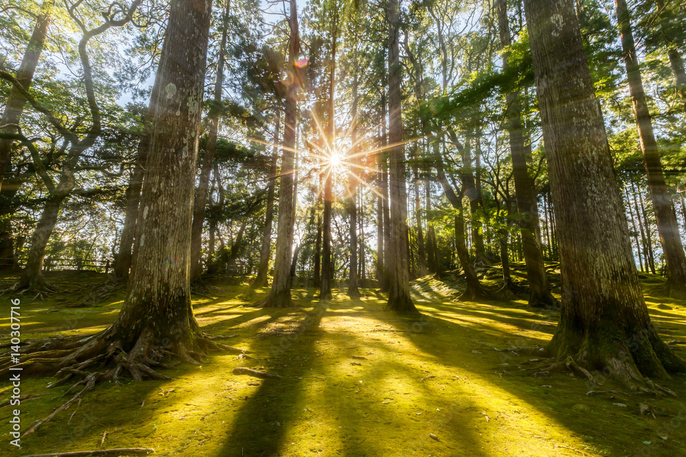 Obraz premium sun ray coming through pine forest in Obi, Kyushu, Japan