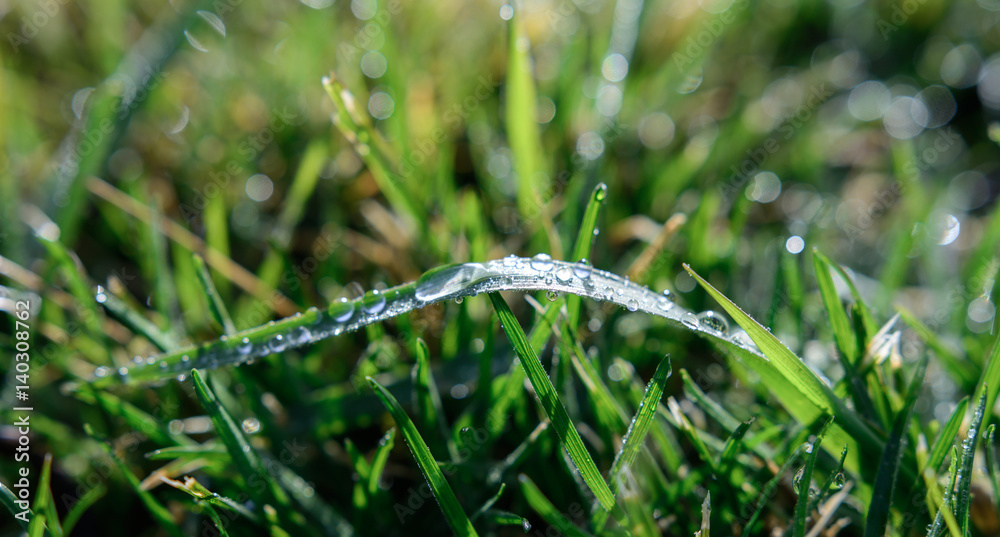 Wassertropfen auf dem grünen Gras Nahaufnahme nach Regen Wassertropfen auf dem grünen Gras Nahaufnahme nach Regen