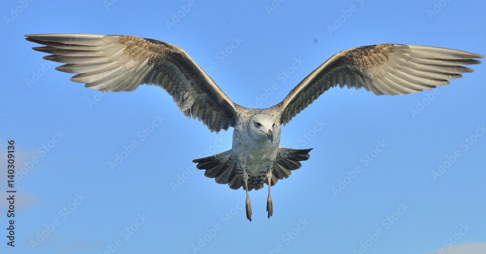 Obraz premium Flying Juvenile Kelp gull (Larus dominicanus), also known as the Dominican gull and Black Backed Kelp Gull. Blue sky natural background.