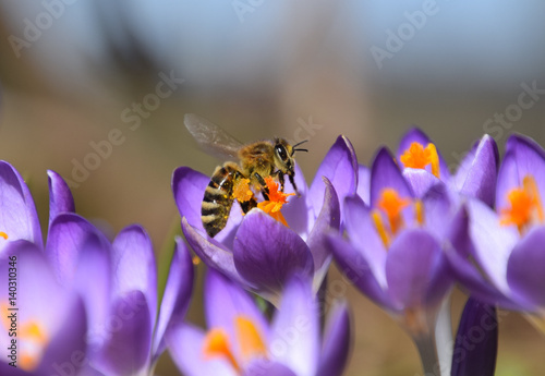Honey bee collecting pollen on purple crocus flowers
