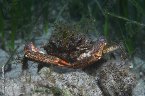 European spider crab