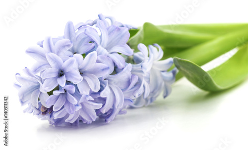Blue hyacinth.