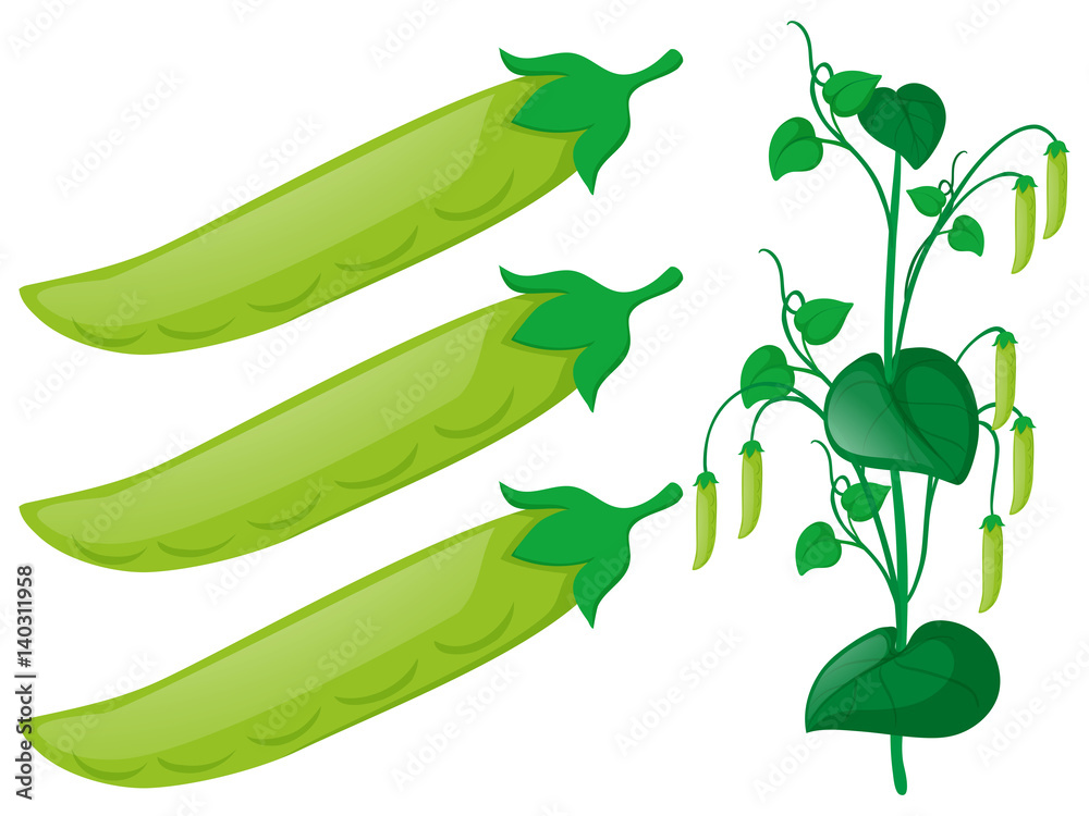 Fototapeta premium Green pea plant on white background
