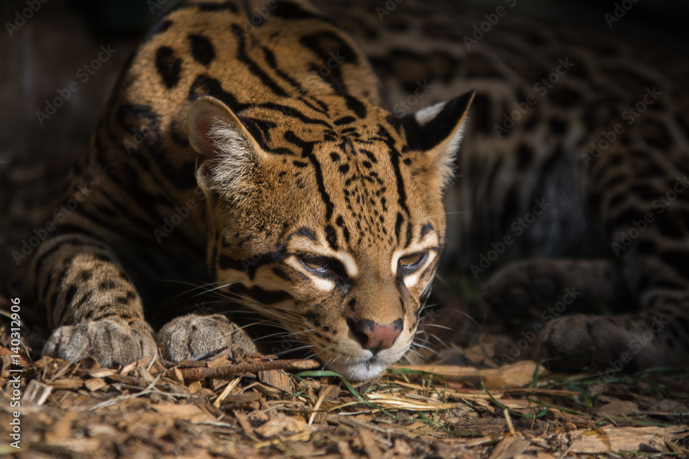Obraz premium Ocelot in the rest of the surrounding area