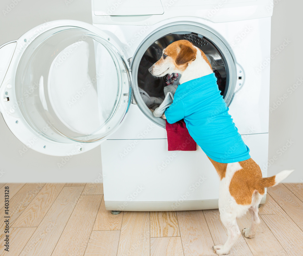 Putting a shirt on a dog sale
