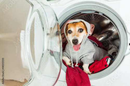 Smiling pup inside washing machine. Laundry and dry cleaning pet service. Funny ad for your business © Iryna&Maya