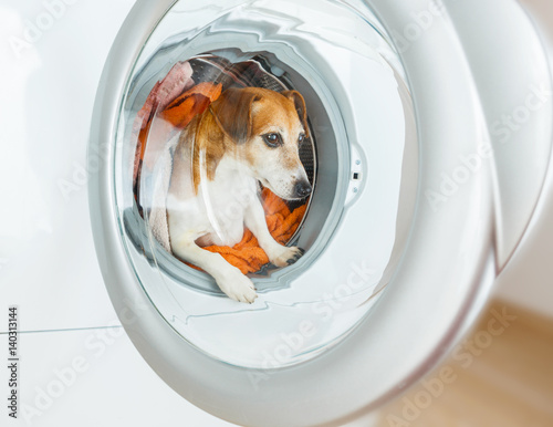 A funny dog is sitting in the washing machine. Best Laundry and dry cleaning pet service.  © Iryna&Maya
