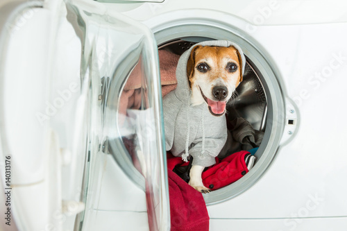 Smiling dog in hoodie grey sport style sweater sitting inside washing machine. Funny Laundry and dry cleaning pet service. Cleaning of knitted things in casual style  © Iryna&Maya