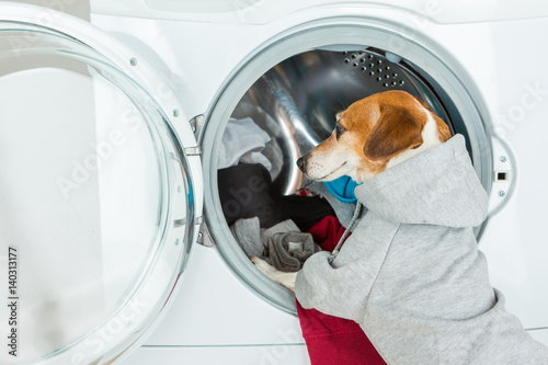 Gray (grey) hoodie sweater dog back closeup put clothes to washing machine. Funny smart pet  Laundry and dry cleaning service. On the back you can place your brand logo image or ad text © Iryna&Maya
