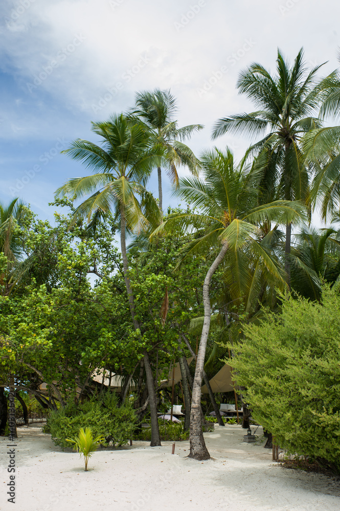 Fototapeta premium on the beach. Tropical islands