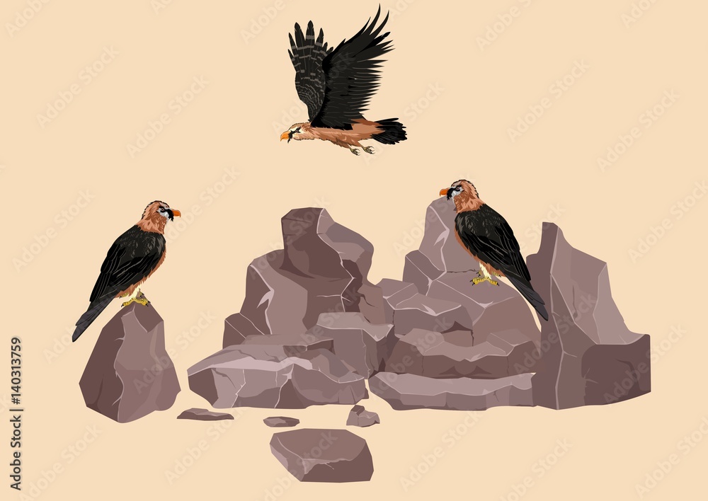 Naklejka premium lammergeyer asian eagles on rocks, vector illustration