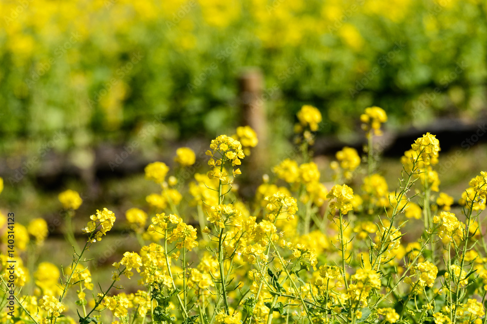 Obraz premium 公園の菜の花