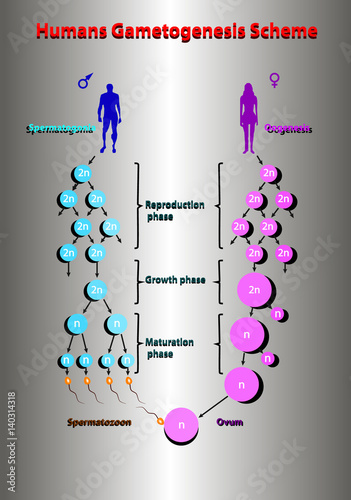 Humans spermatogonis oogenesis scheme education vector illustration info graphic.