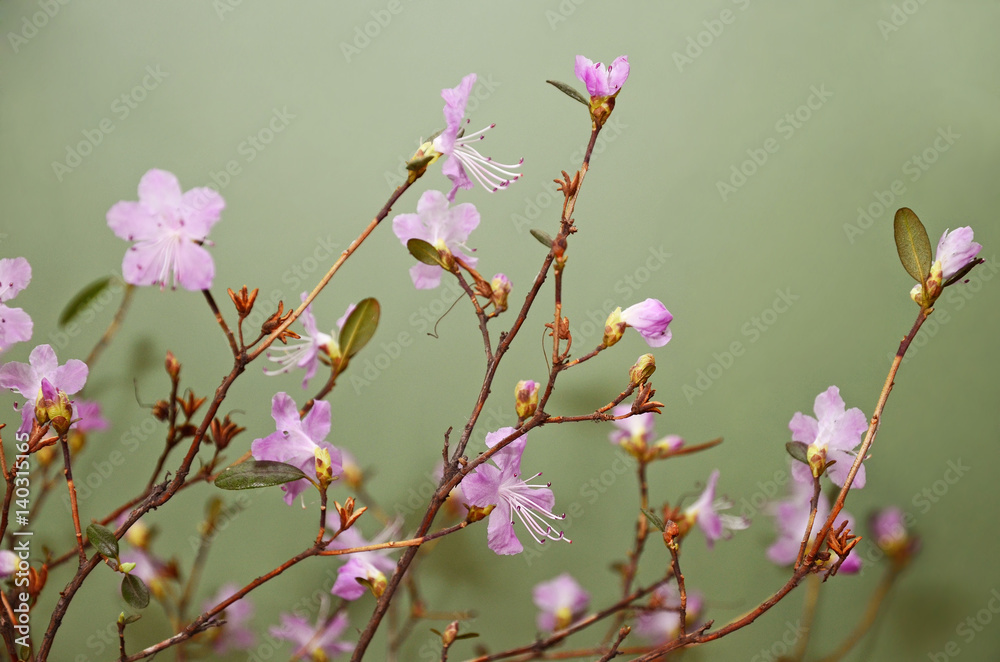 Flowering rhododendron ledebourii in a vase against a green wall background Flowering rhododendron ledebourii in a vase against a green wall background