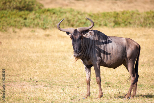 Antelope is standing in the savannah of Kenya, Gnu
