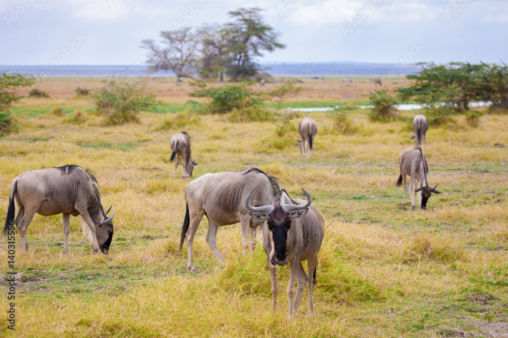 Antelopes standing in the grassland, Kenya, gnu