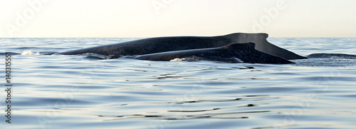 Wallpaper Mural Back of Humpback whale mother and baby cub.  Whales swimming in the Pacific ocean water.  (Megaptera novaeangliae) Torontodigital.ca