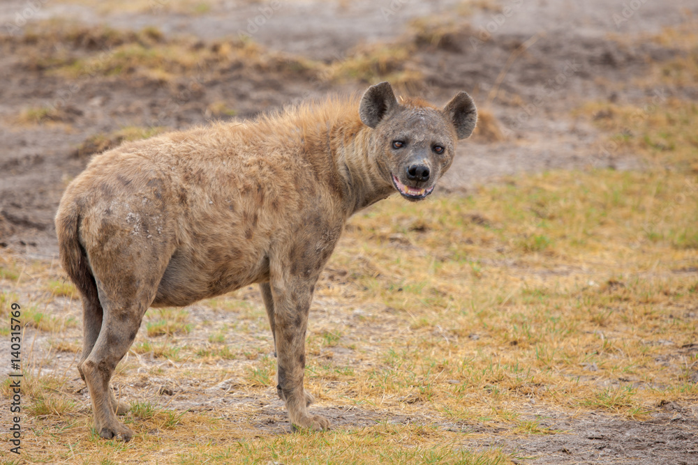 Hyena is watching you, on safari in Kenya Hyena is watching you, on safari in Kenya
